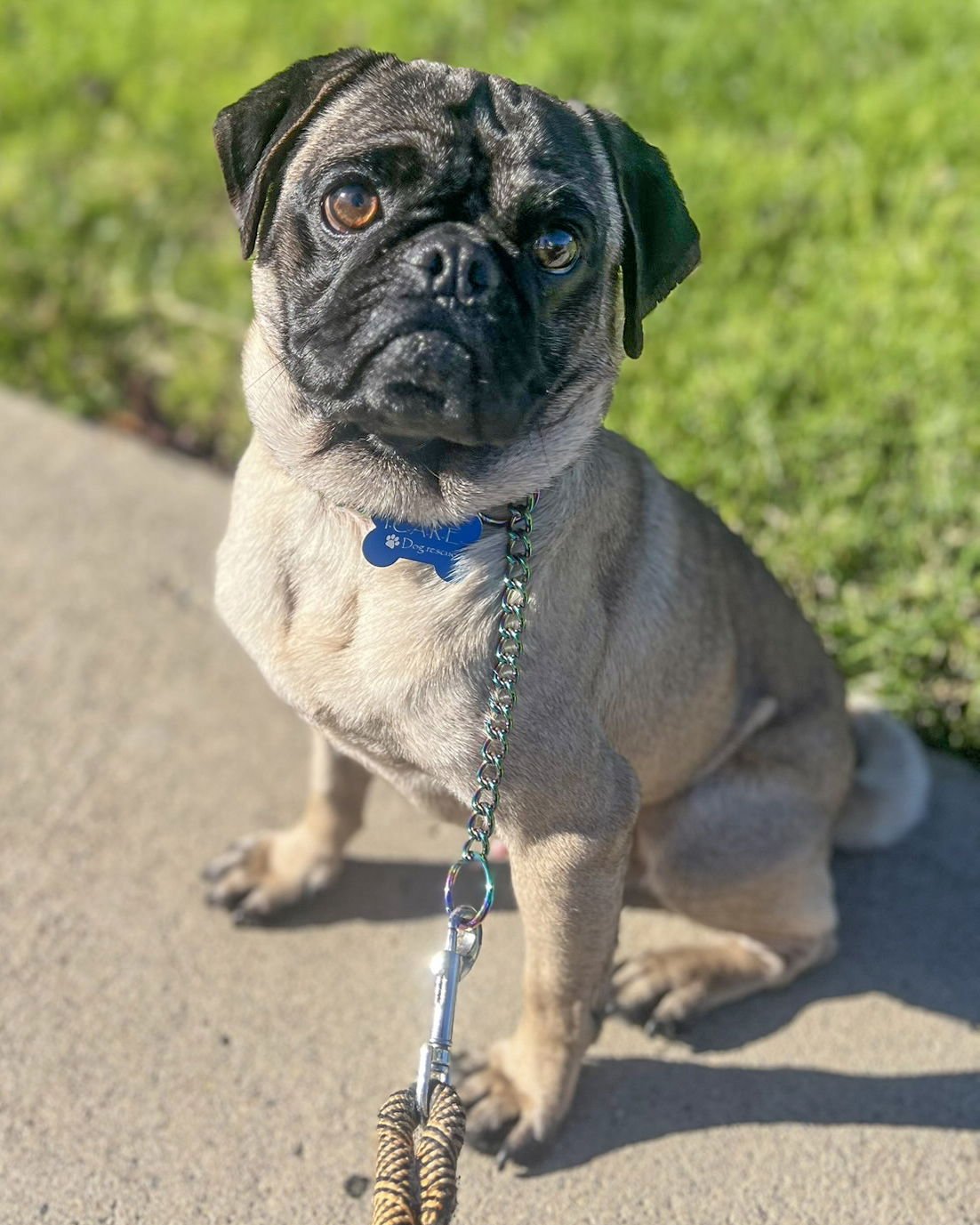 MOE - Pug available for adoption