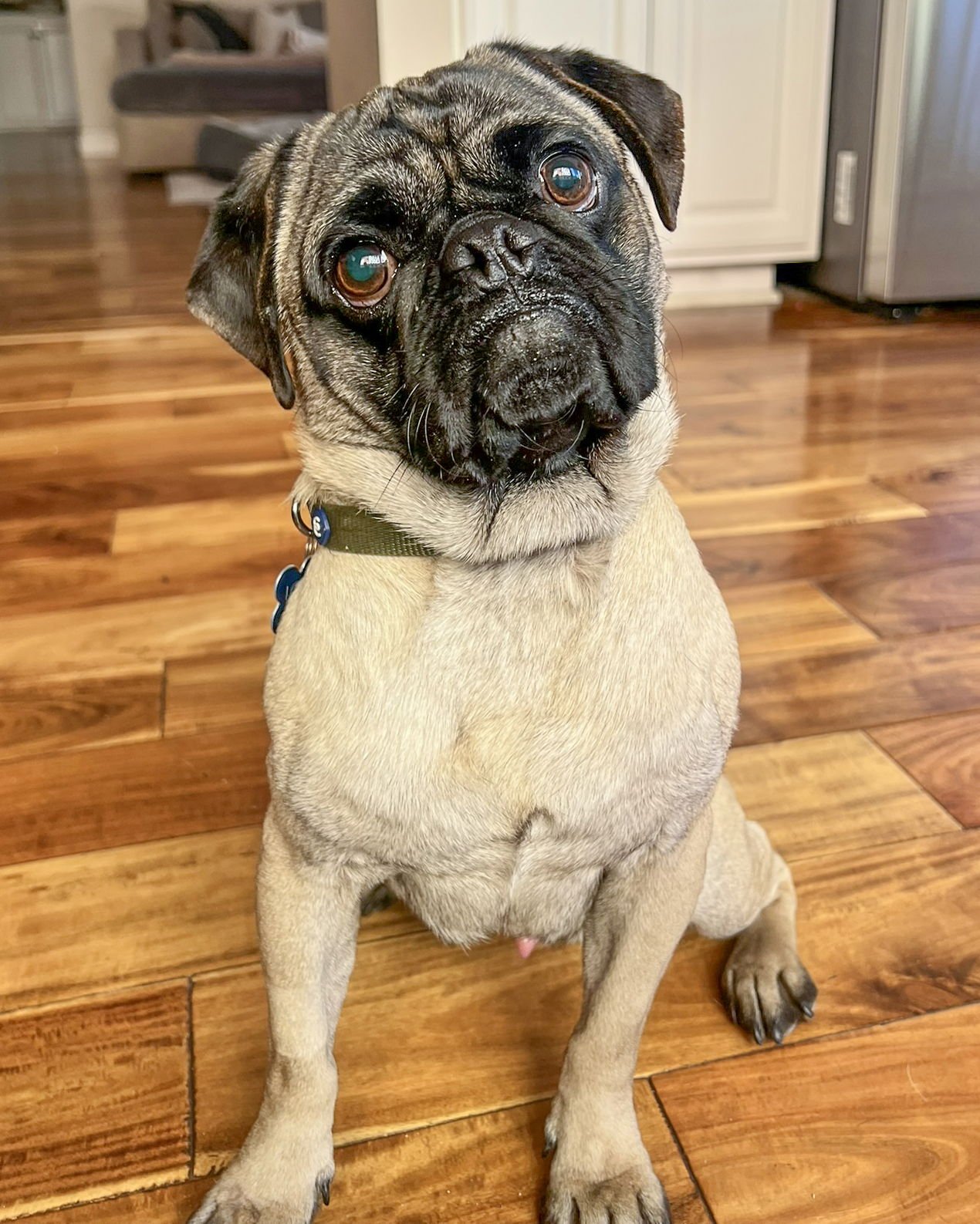 MOE - Pug available for adoption