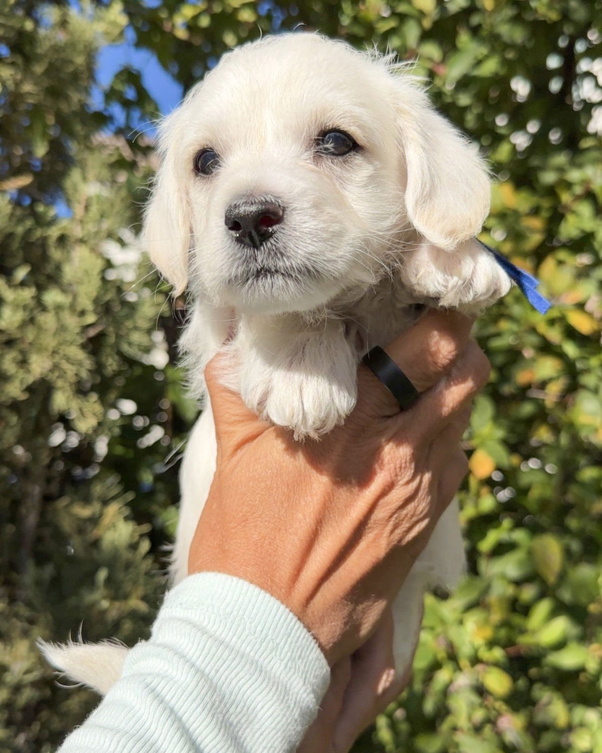 BEAR - Terrier available for adoption