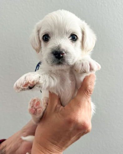 BEAR - Terrier available for adoption