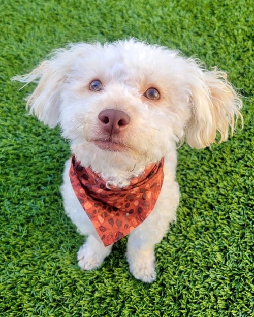 OAKLEY - Poodle (Miniature) available for adoption
