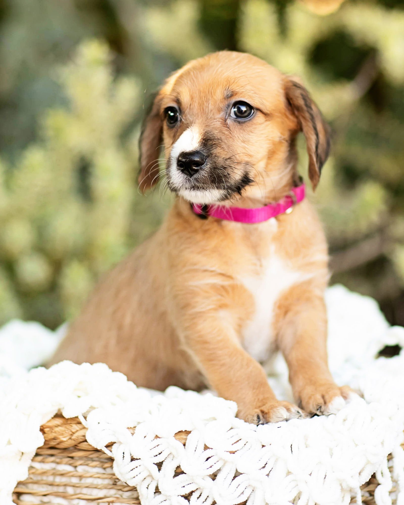 TRIX - Dachshund available for adoption