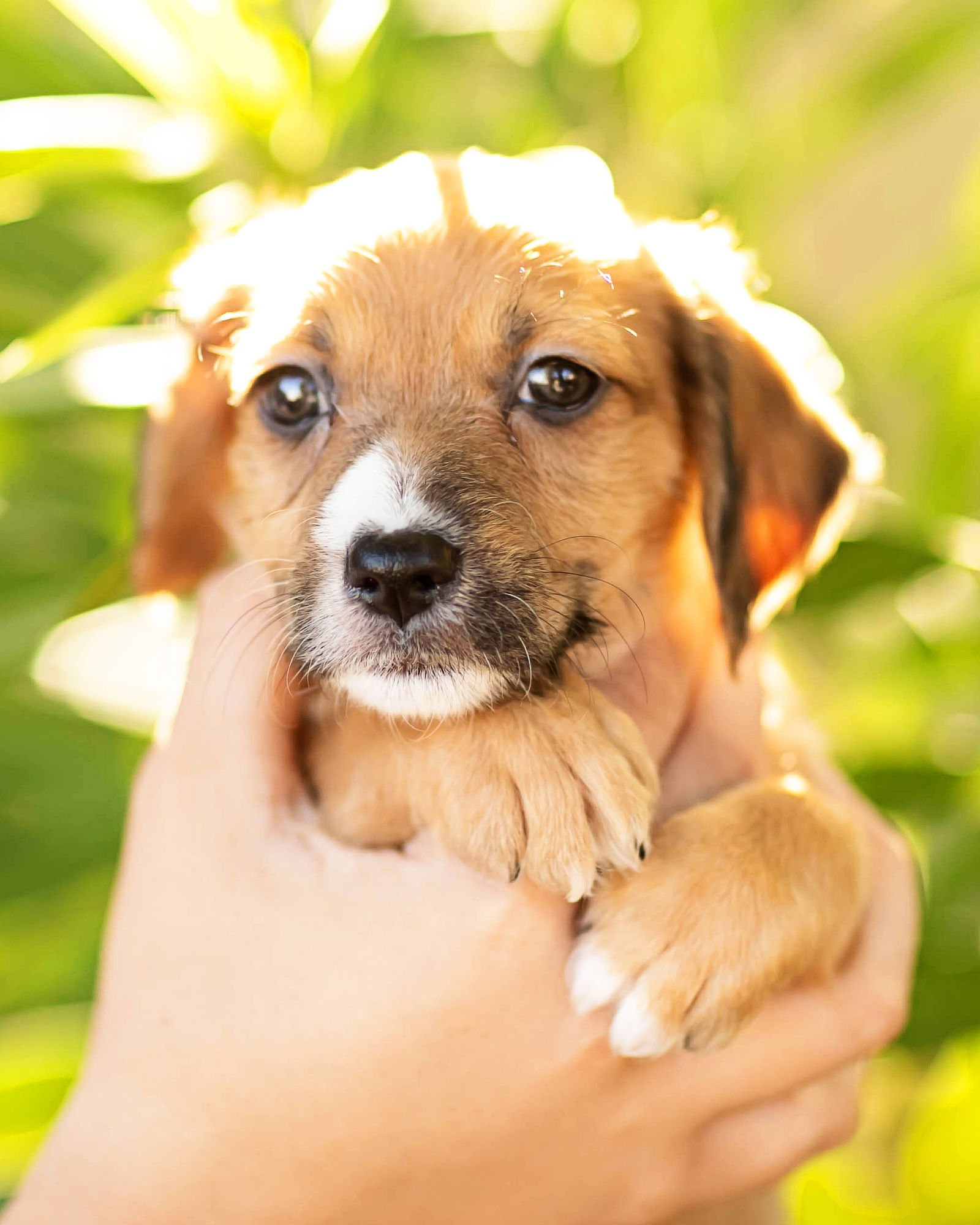 TRIX - Dachshund available for adoption