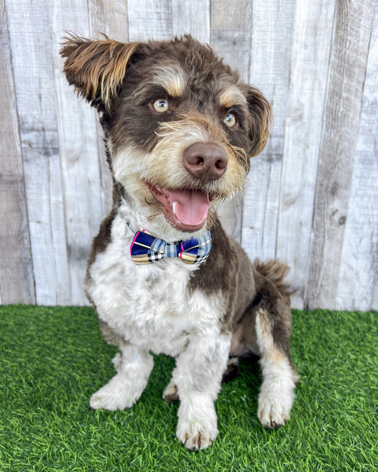 DUMPLING - Terrier available for adoption