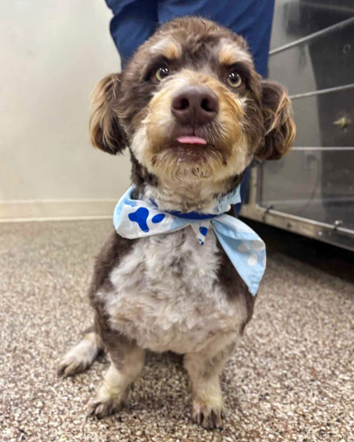 DUMPLING - Terrier available for adoption