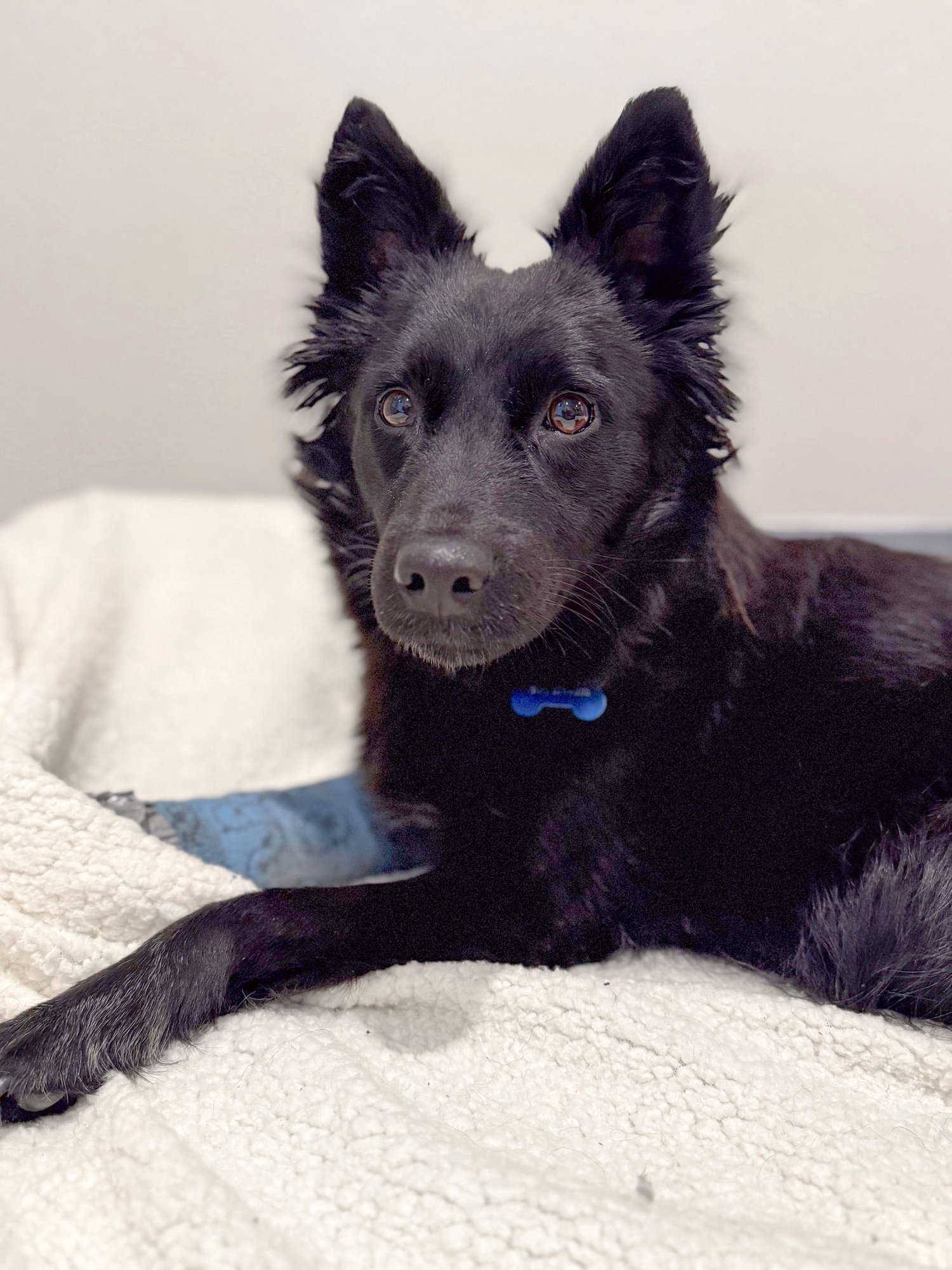 SHILOH - Siberian Husky / German Shepherd Dog available for adoption