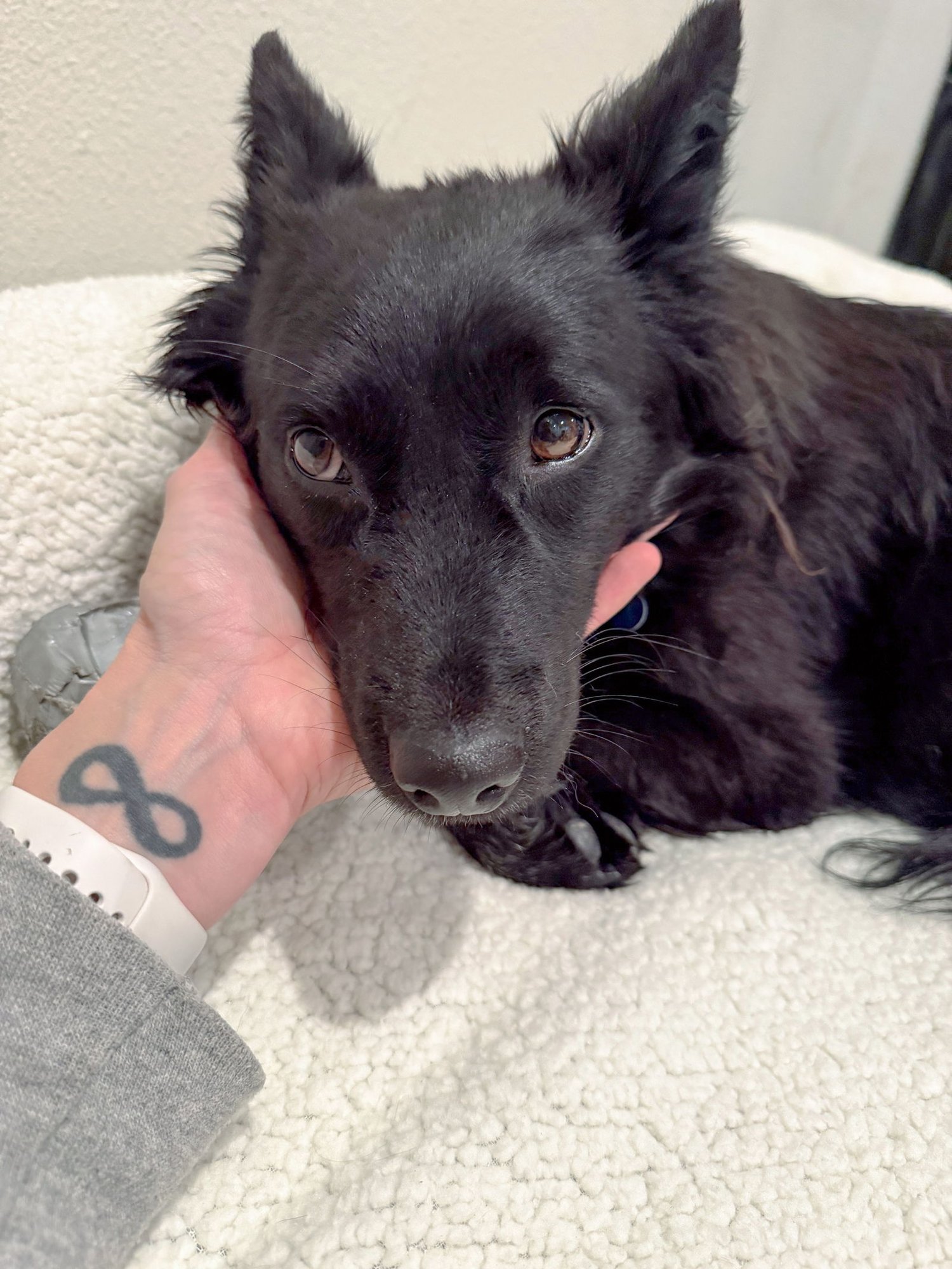 SHILOH - Siberian Husky / German Shepherd Dog available for adoption