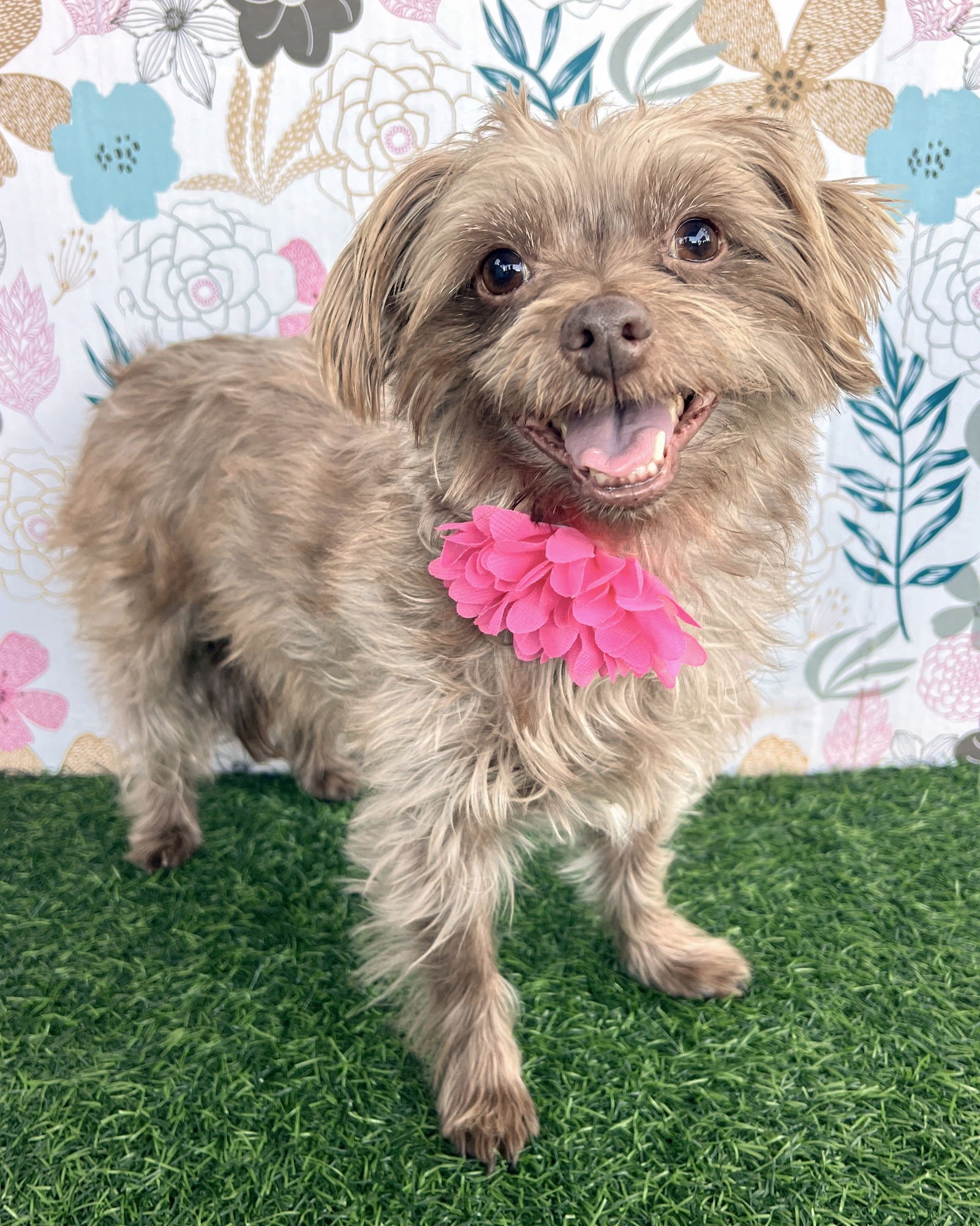 NALA - Terrier available for adoption