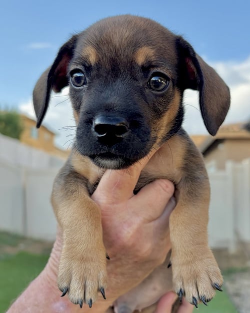 PRETZEL - French Bulldog / Dachshund available for adoption