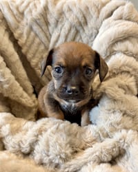 Pretzel - Photo 5