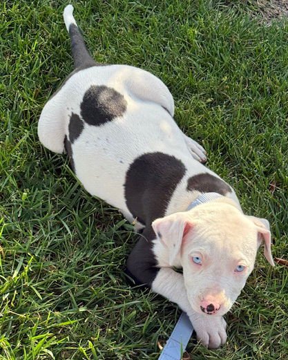 BAILEY - American Pit Bull Terrier available for adoption