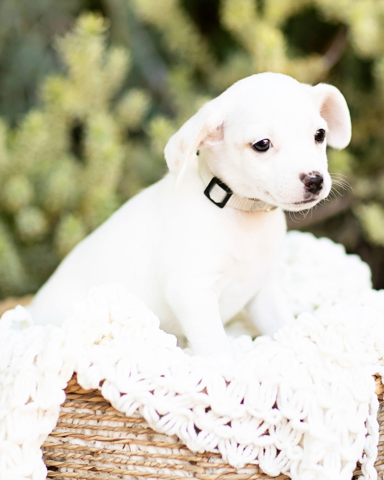 THEO - Dachshund available for adoption