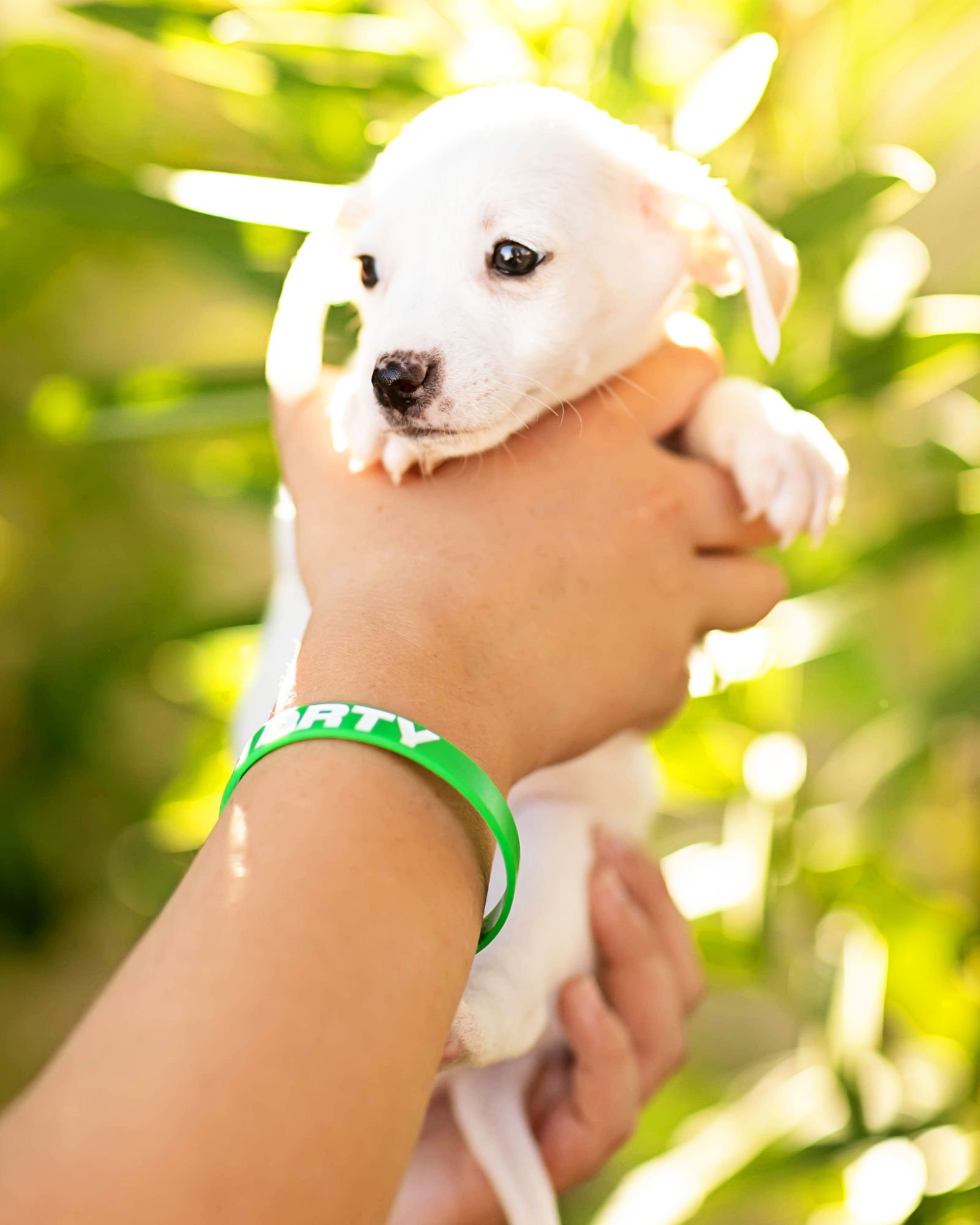 THEO - Dachshund available for adoption