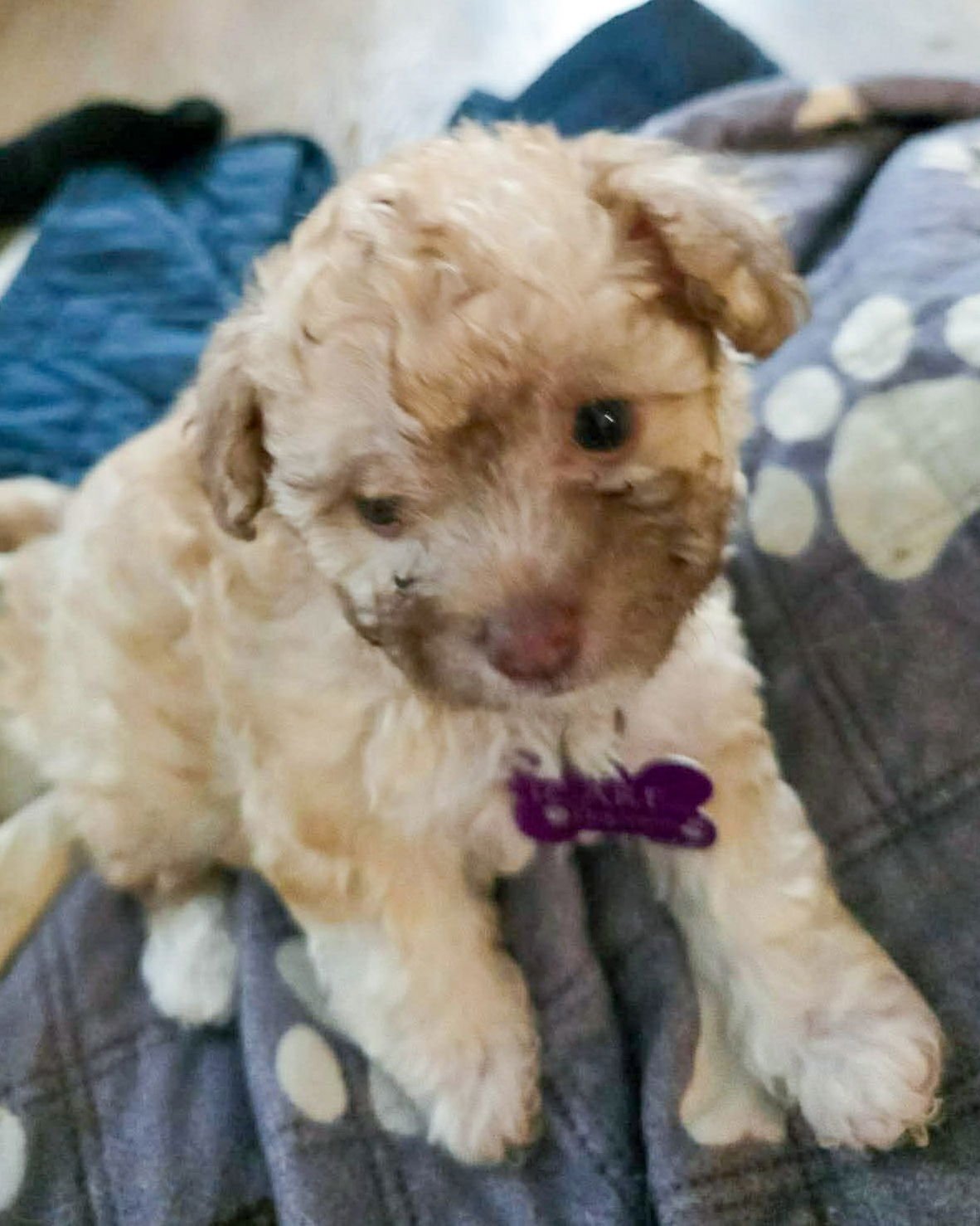 MITCH - Poodle (Miniature) available for adoption