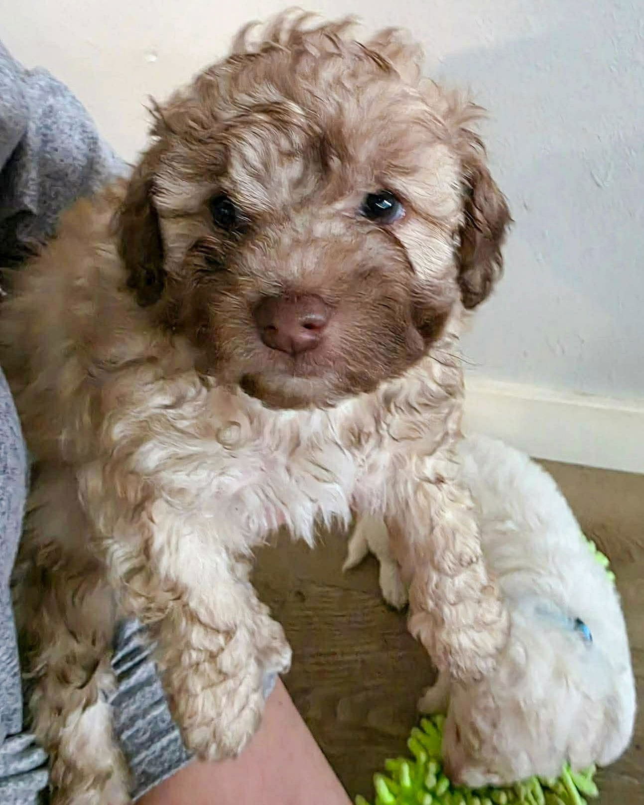 MITCH - Poodle (Miniature) available for adoption