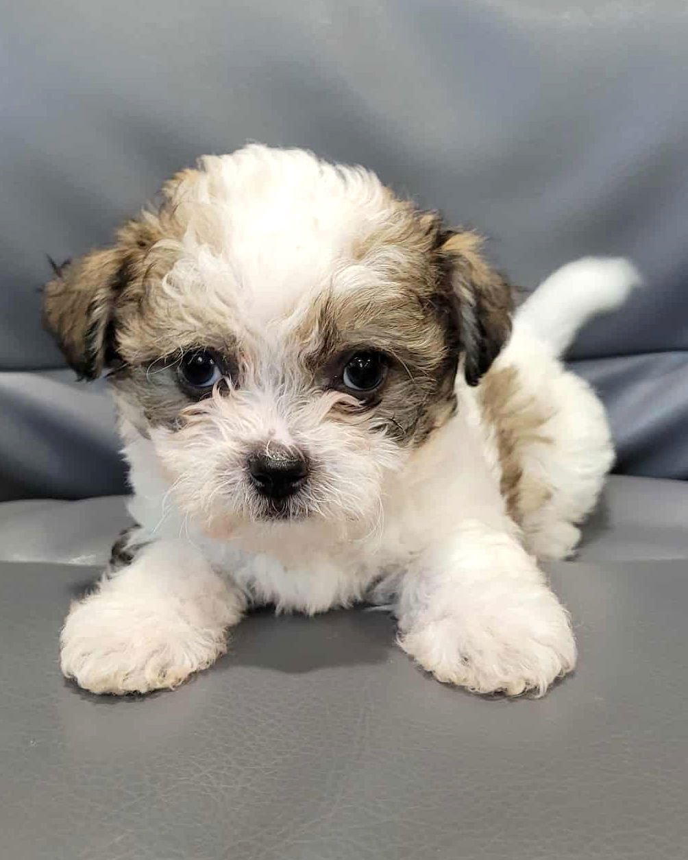PARKER - Poodle (Miniature) / Terrier available for adoption