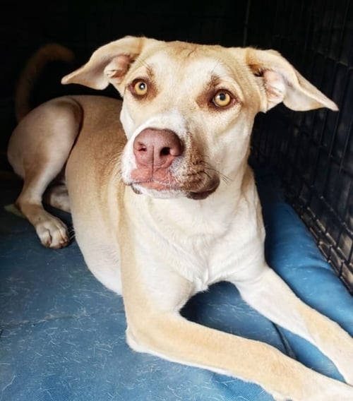 HONEY PIE - Shepherd / Pit Bull Terrier available for adoption