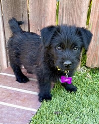 Scottie - Photo 1