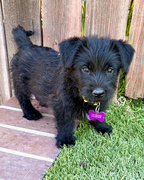 SCOTTIE - Wheaten Terrier / Shepherd available for adoption