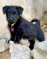Scottie - Photo 2