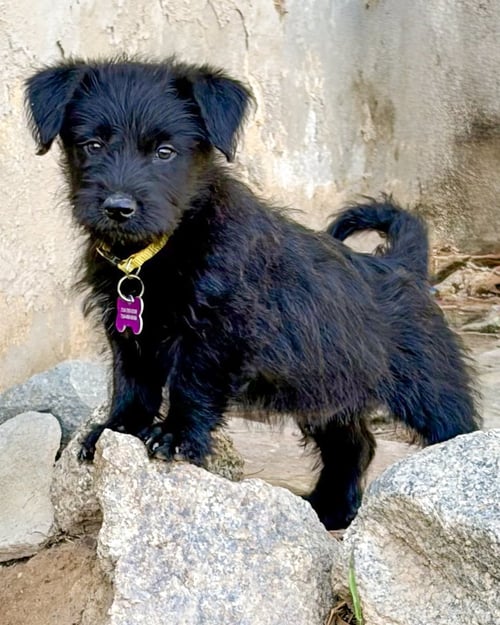 SCOTTIE - Wheaten Terrier / Shepherd available for adoption