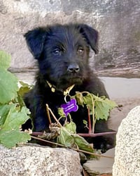 Scottie - Photo 3