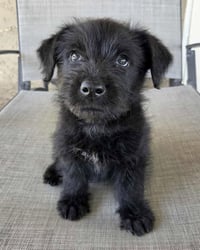 Scottie - Photo 4