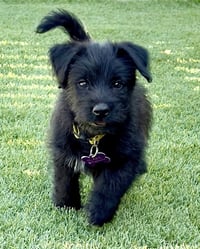 Scottie - Photo 5