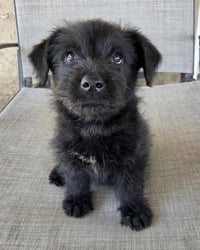 Scottie - Photo 6