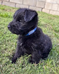 Scottie - Photo 7