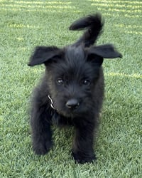 Scottie - Photo 8