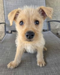Scruffy - Photo 1