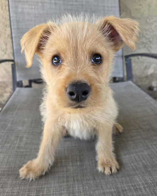 SCRUFFY - Wheaten Terrier / Shepherd available for adoption