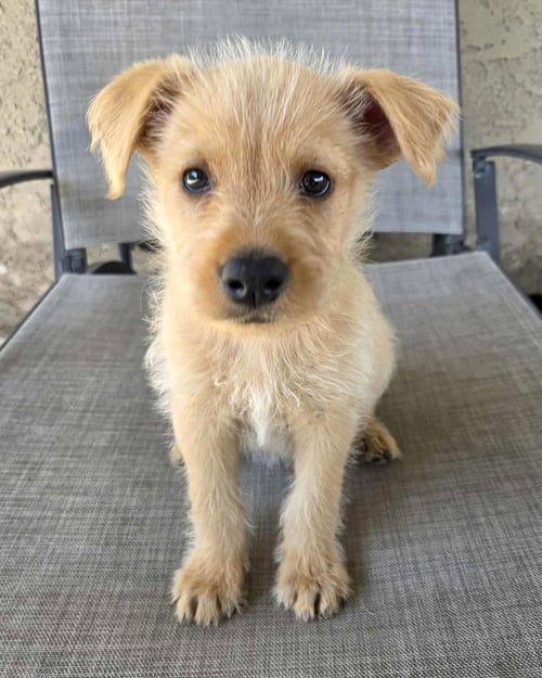 SCRUFFY - Wheaten Terrier / Shepherd available for adoption