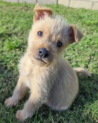 Scruffy - Photo 3