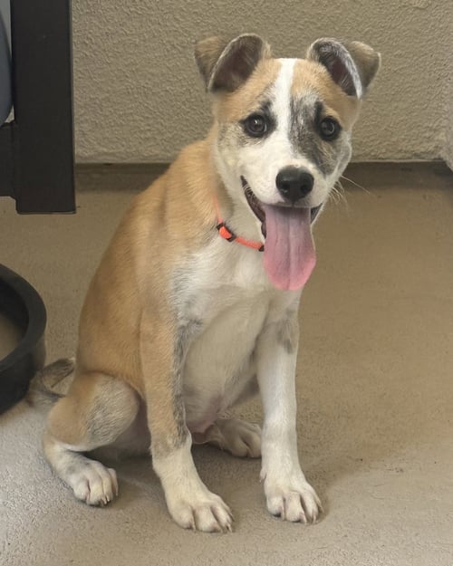 BENJAMIN - Terrier available for adoption