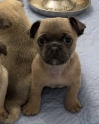 Rocket - Photo 4