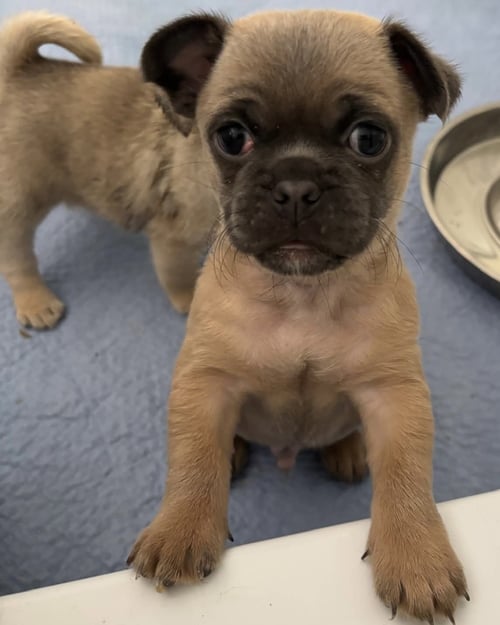 ROCKET - Pug available for adoption