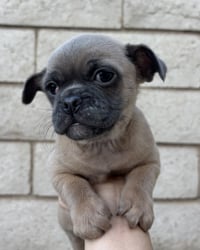 Rocket - Photo 2