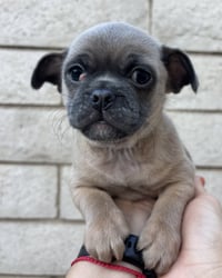Rocket - Photo 6