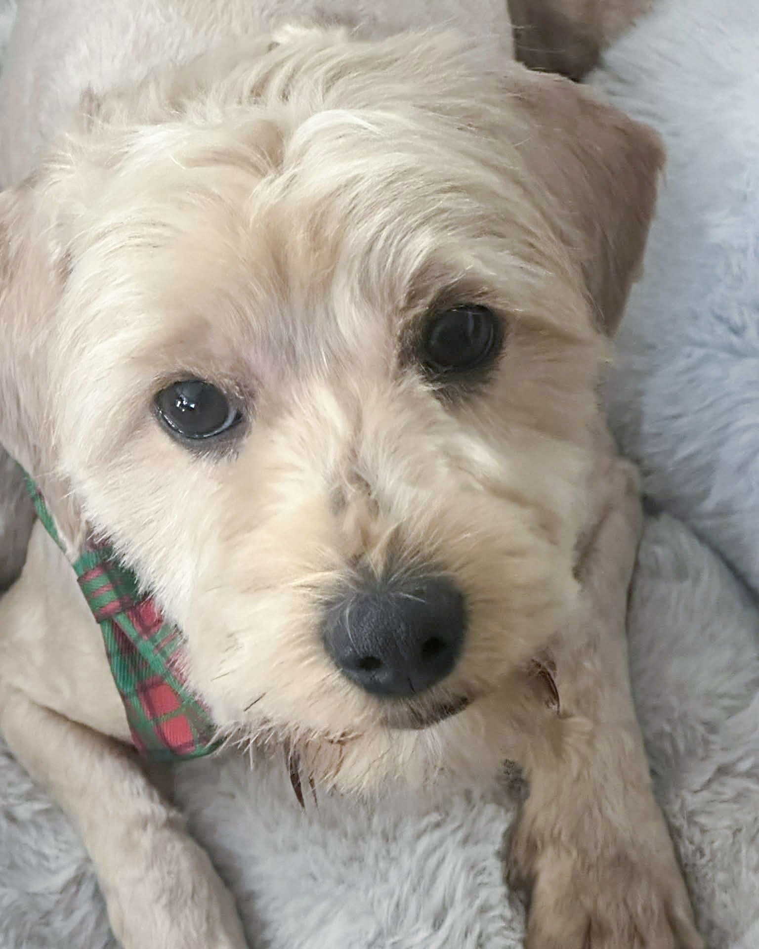 HUDSON - Poodle (Miniature) / Cocker Spaniel available for adoption