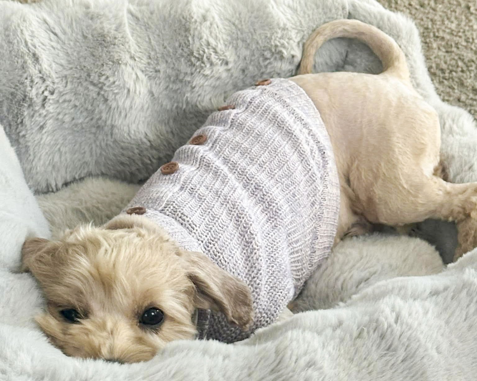 HUDSON - Poodle (Miniature) / Cocker Spaniel available for adoption