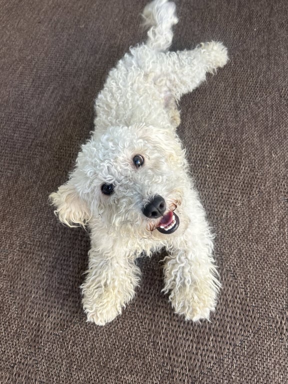 Lucy Image
