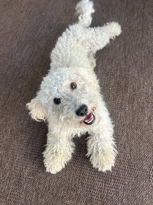 LUCY - Poodle (Miniature) available for adoption