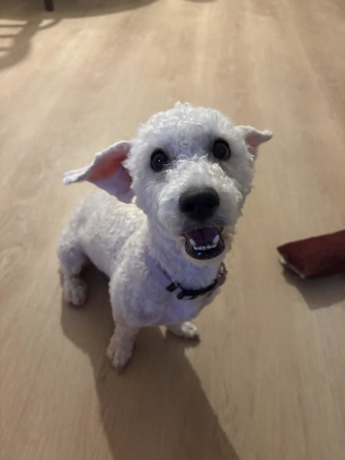 LUCY - Poodle (Miniature) available for adoption