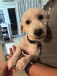 Lucy - Photo 4