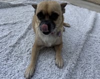Lola - Photo 3