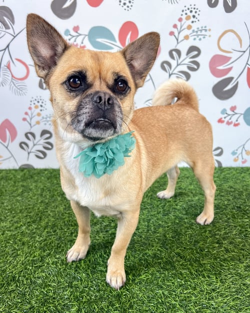 LOLA - Pug / Chihuahua available for adoption