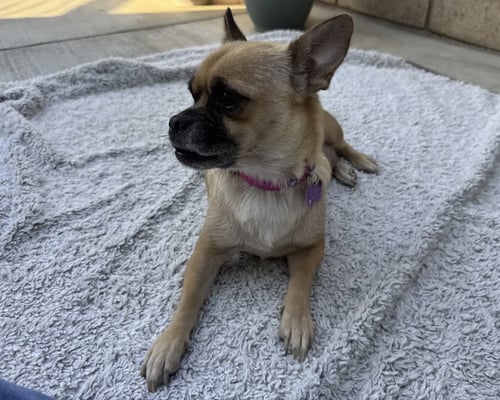 LOLA - Pug / Chihuahua available for adoption