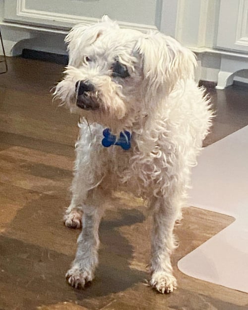 SCOUT - Poodle (Miniature) available for adoption